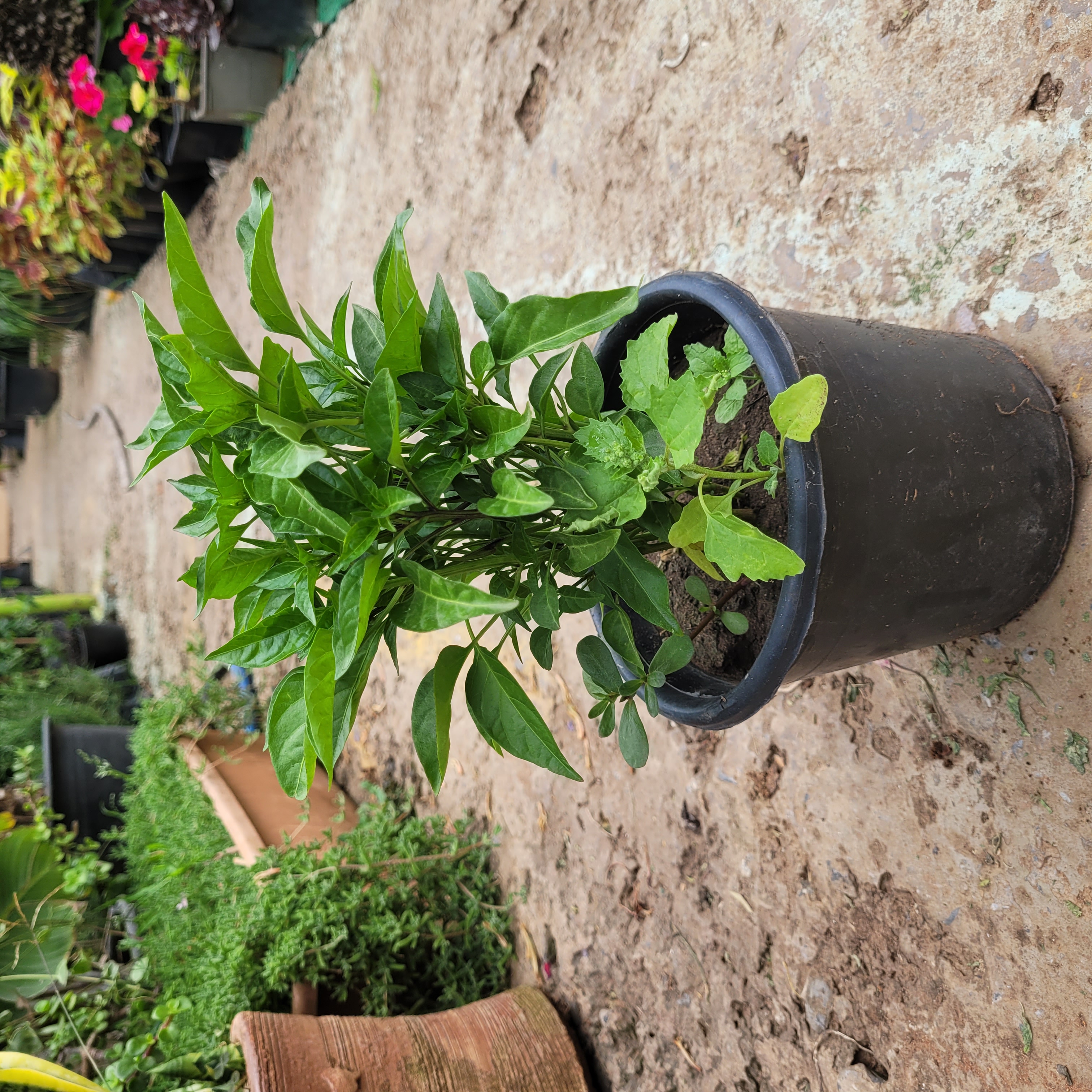 Plante Verte